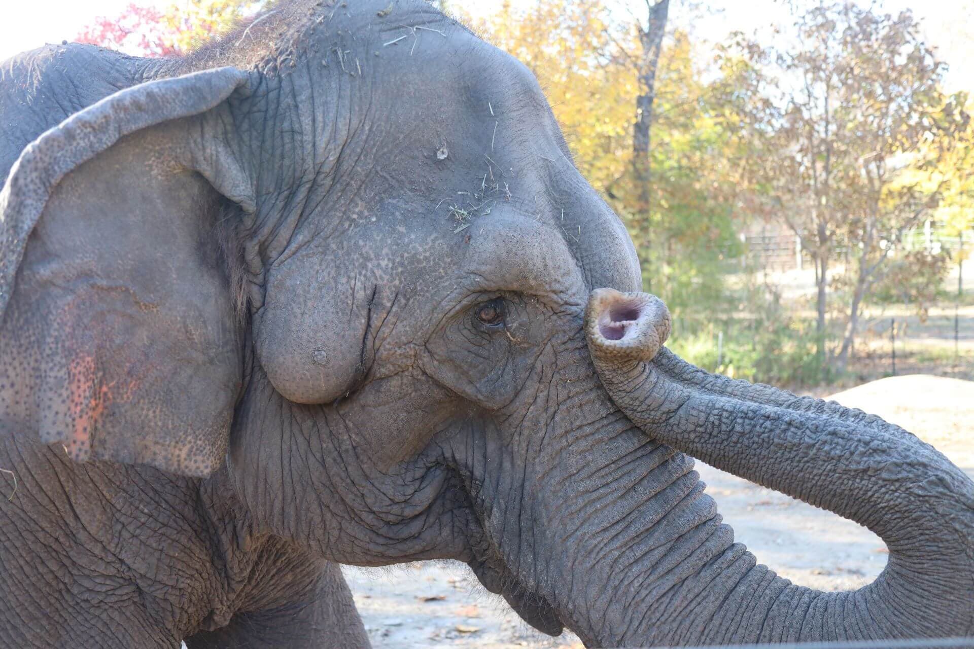 Asian elephant Donna