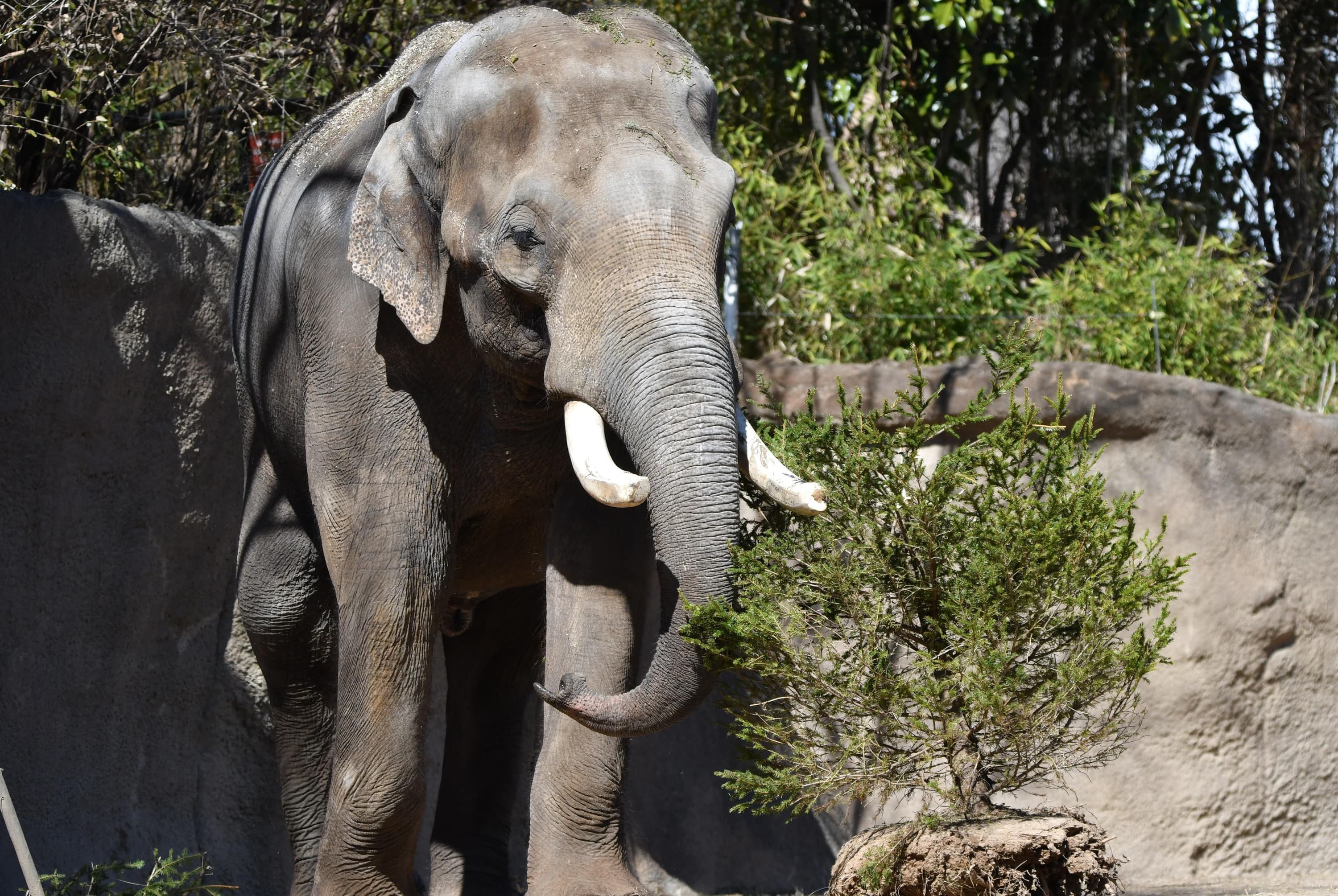 Raja's Birthday | Saint Louis Zoo