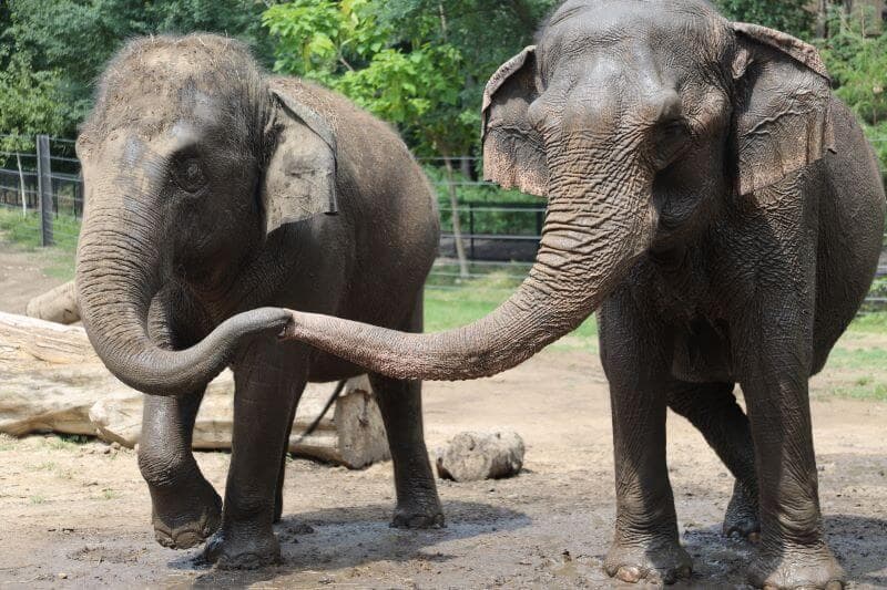 Health Update on Elderly Female Asian Elephant Donna | Saint Louis Zoo