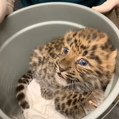 Amur Leopard, blog