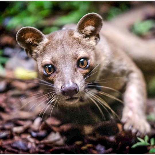 Saint Louis Zoo | Center for Conservation in Madagascar Saint Louis Zoo | Center for Conservation in Madagascar