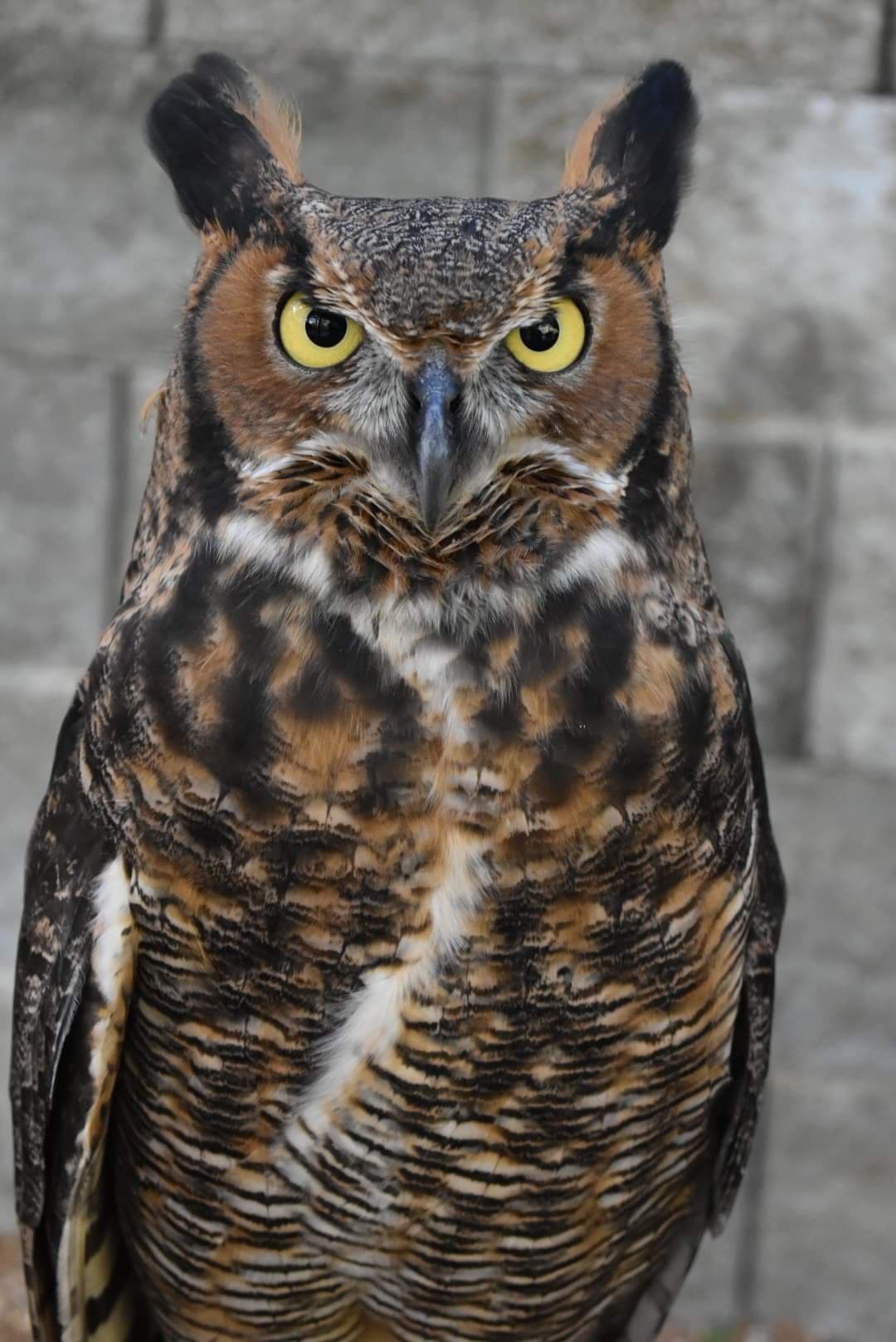 Owl - Corrinne Blog