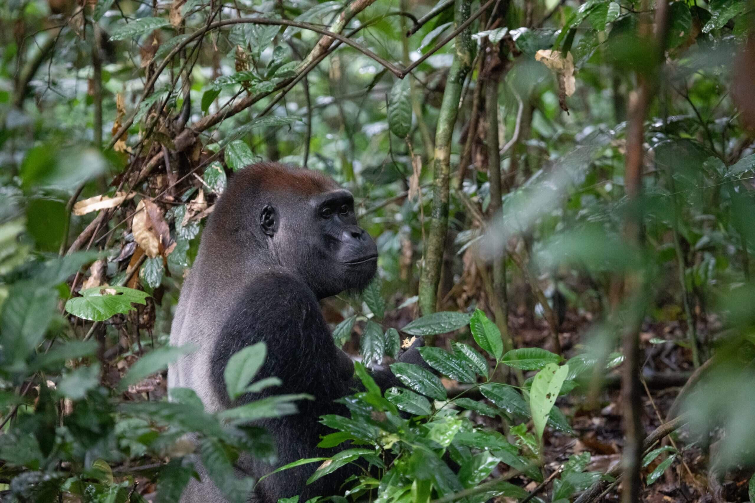 Gorilla (Goualougo Triangle Ape Project)