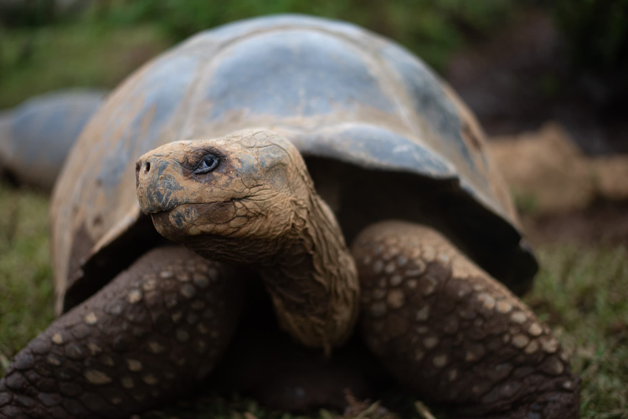 Galapagos Tortoise