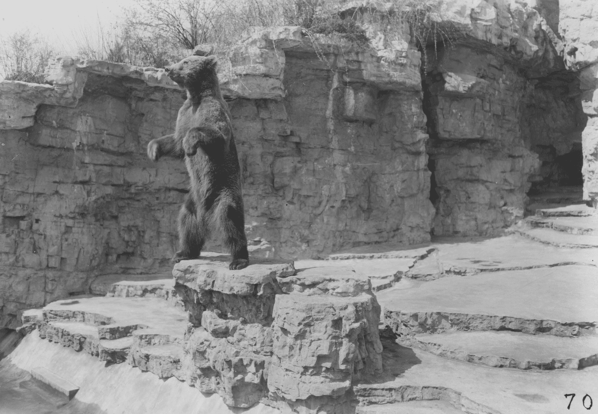 Grizzly Bear Saint Louis Zoo