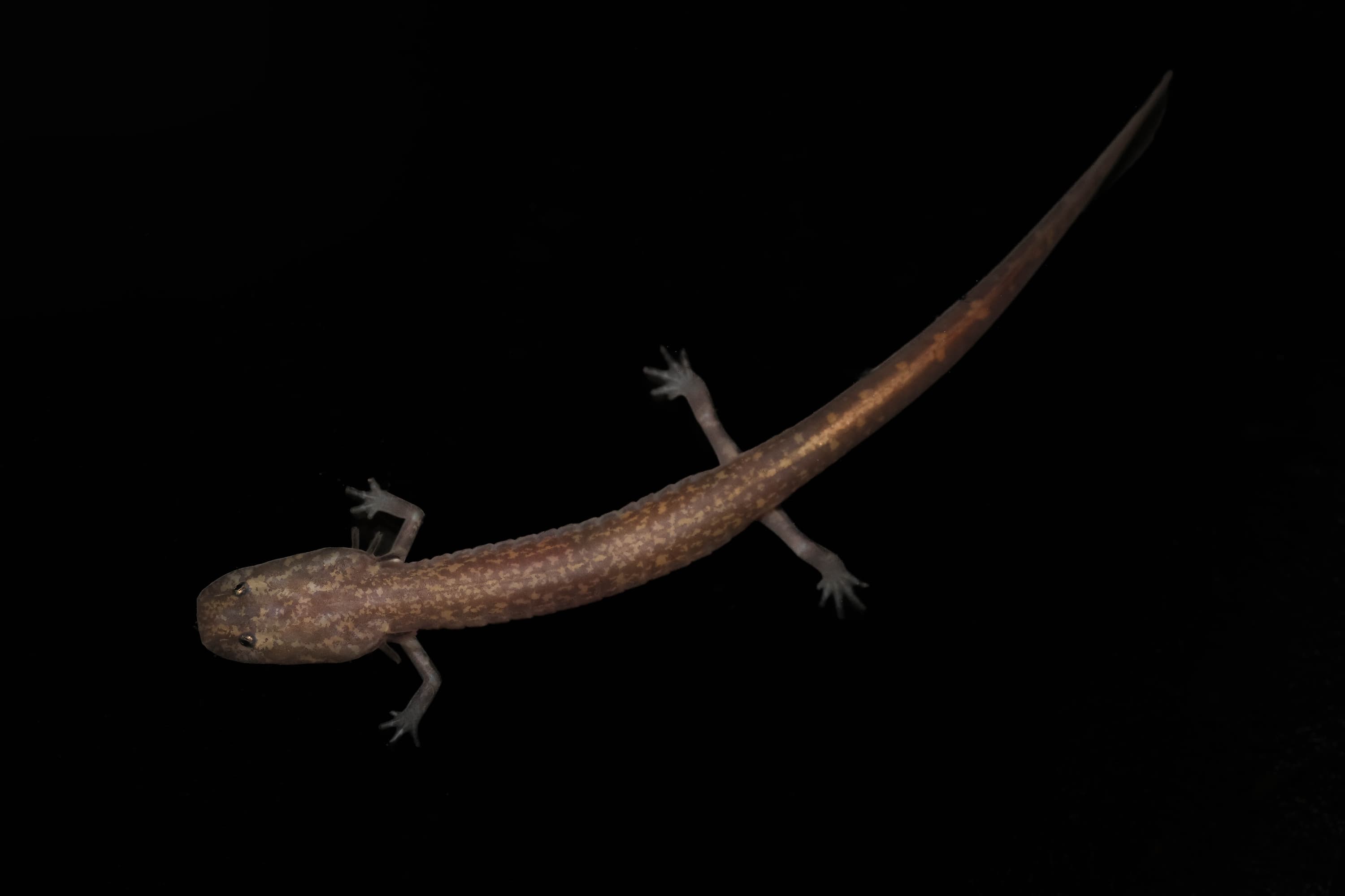 Grotto salamander