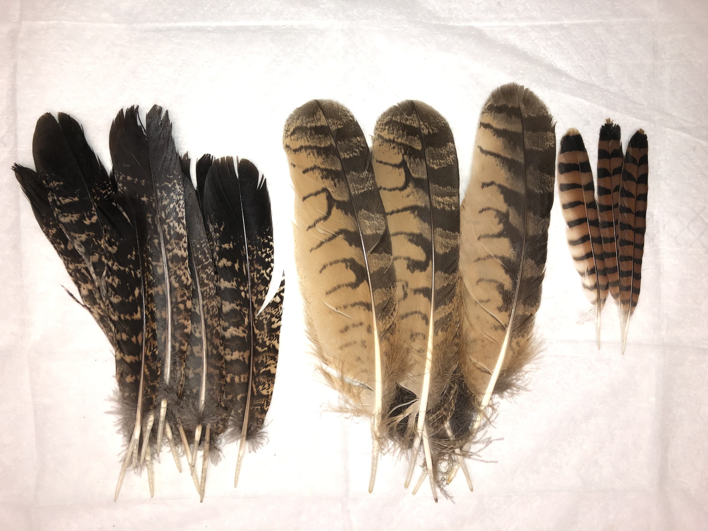 Feathers - Corrinne Blog