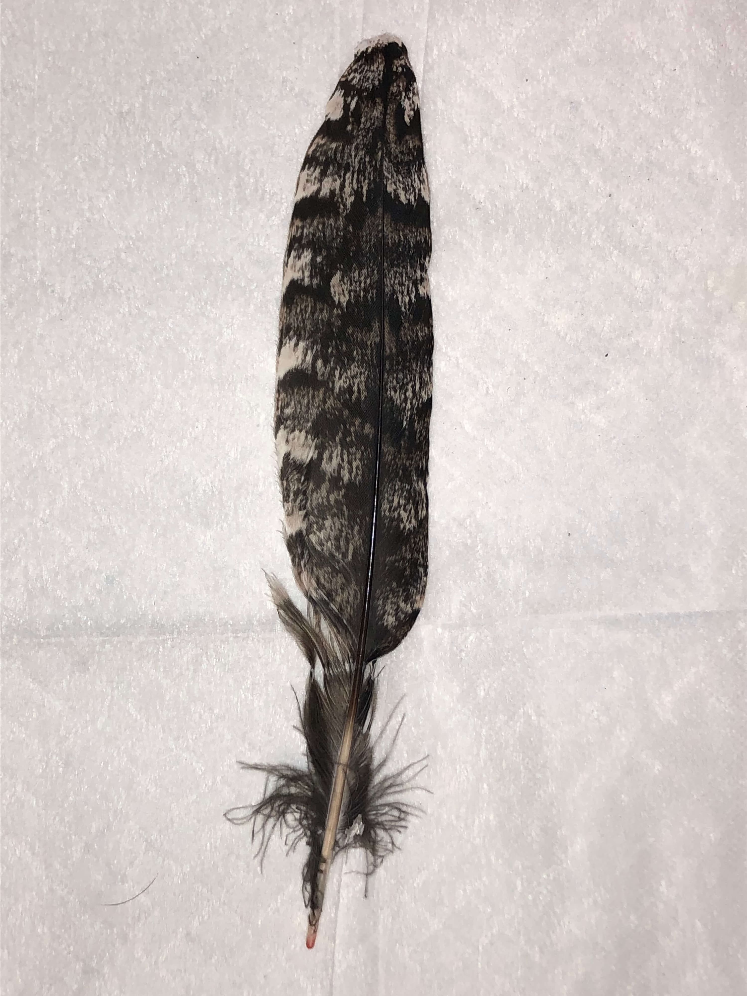 Tail Feather - Corrinne Blog