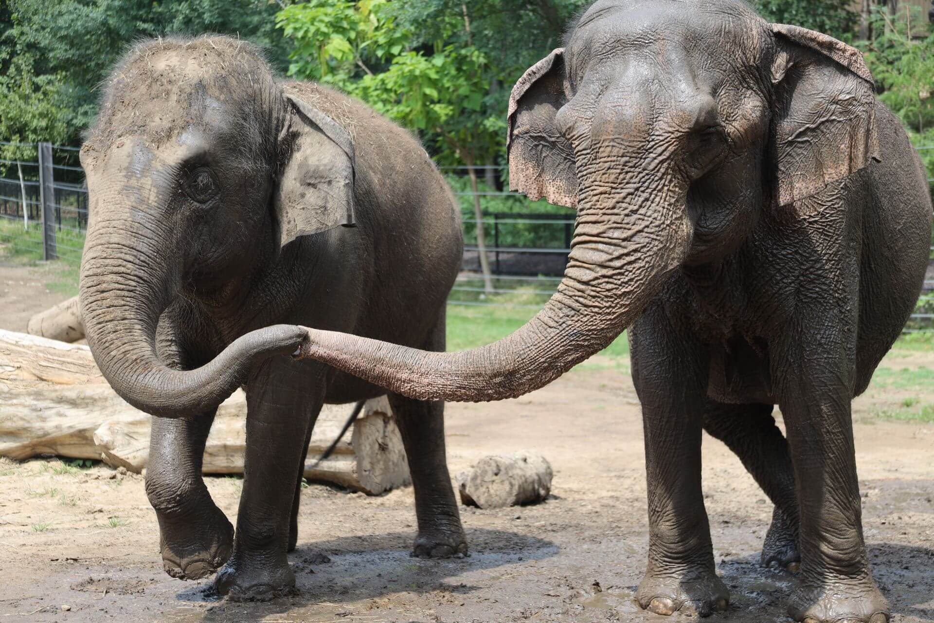 Asian elephants Jade (left) with Donna (right)