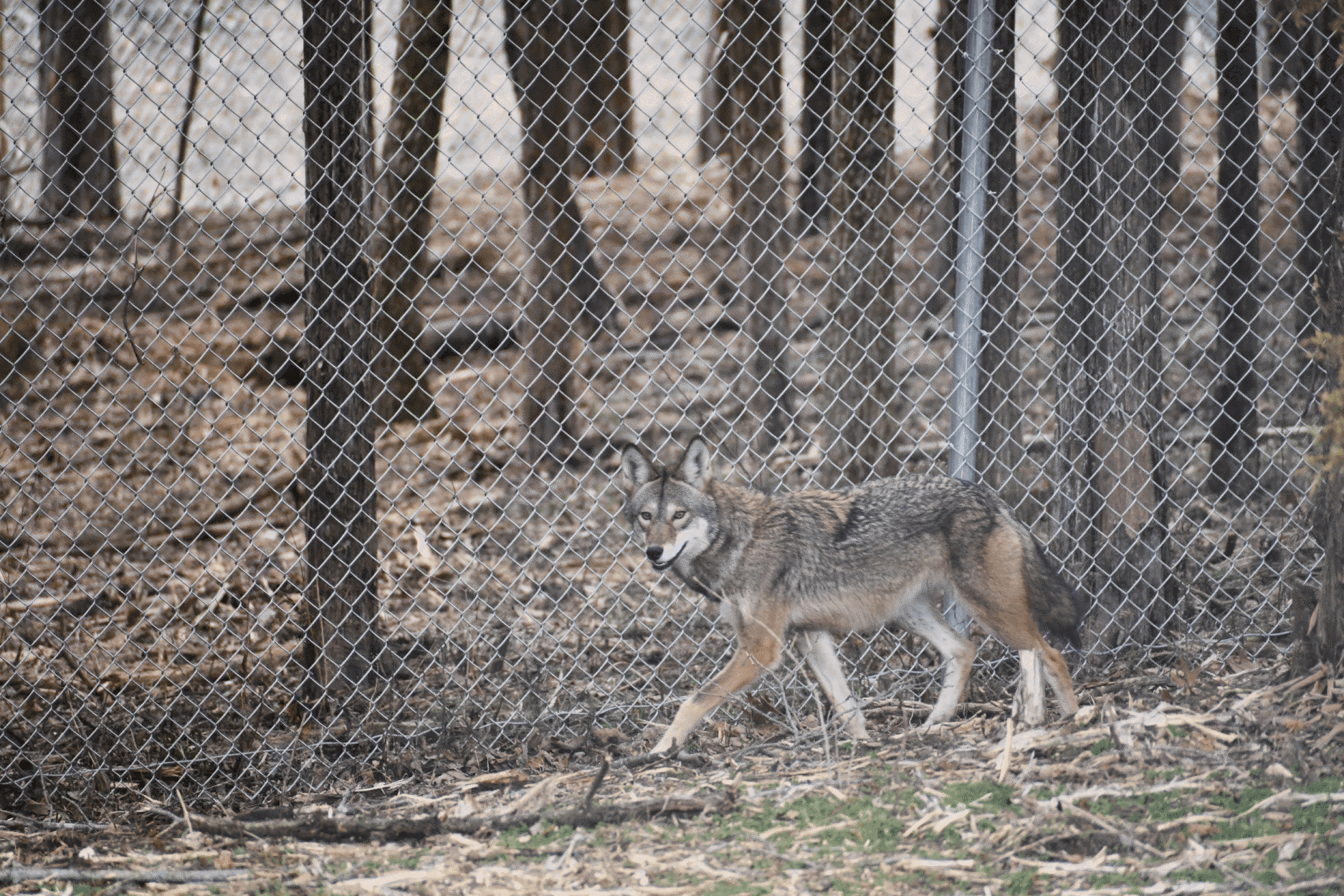 Ladybird, American Red Wolf