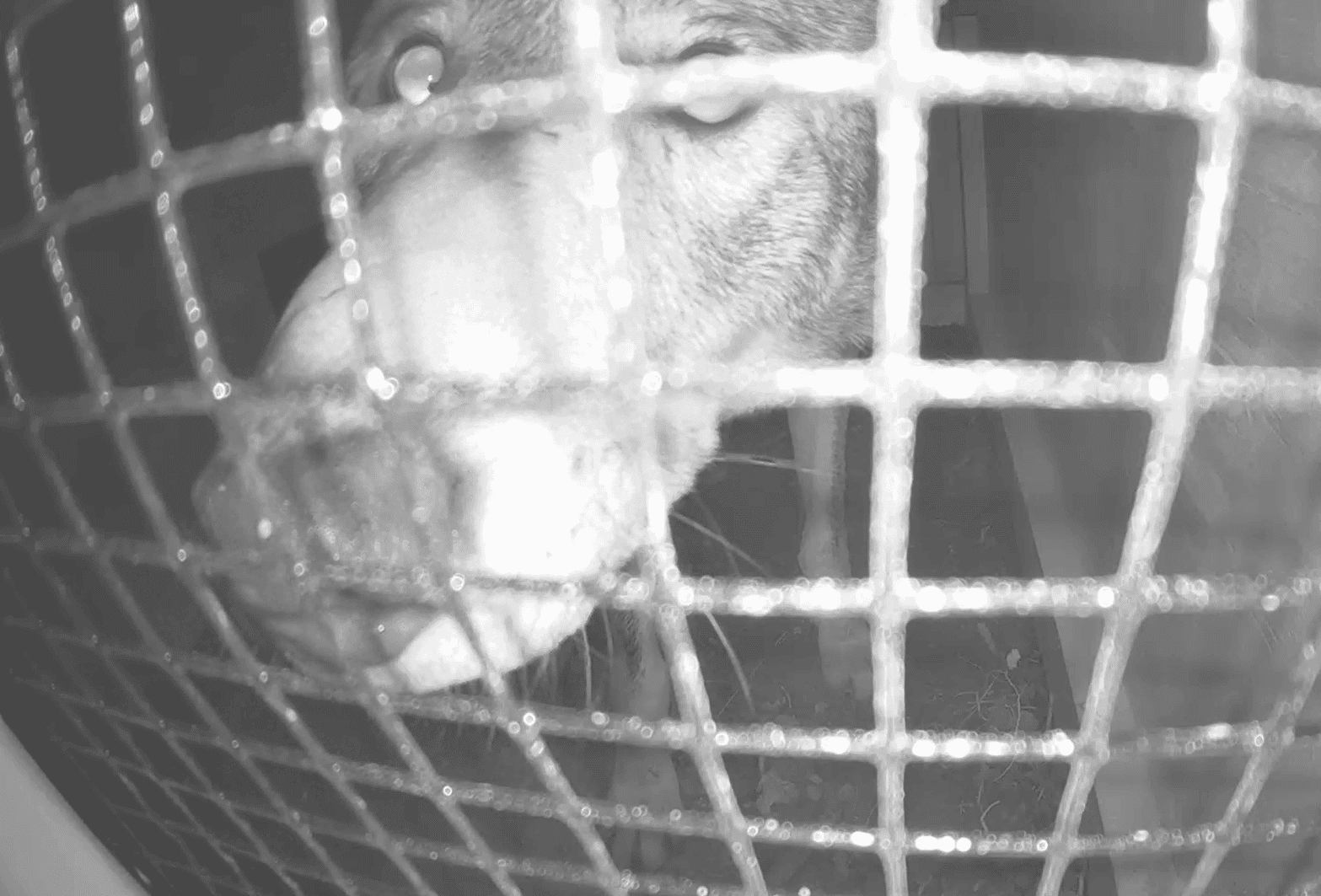 Noseboop, American Red Wolf