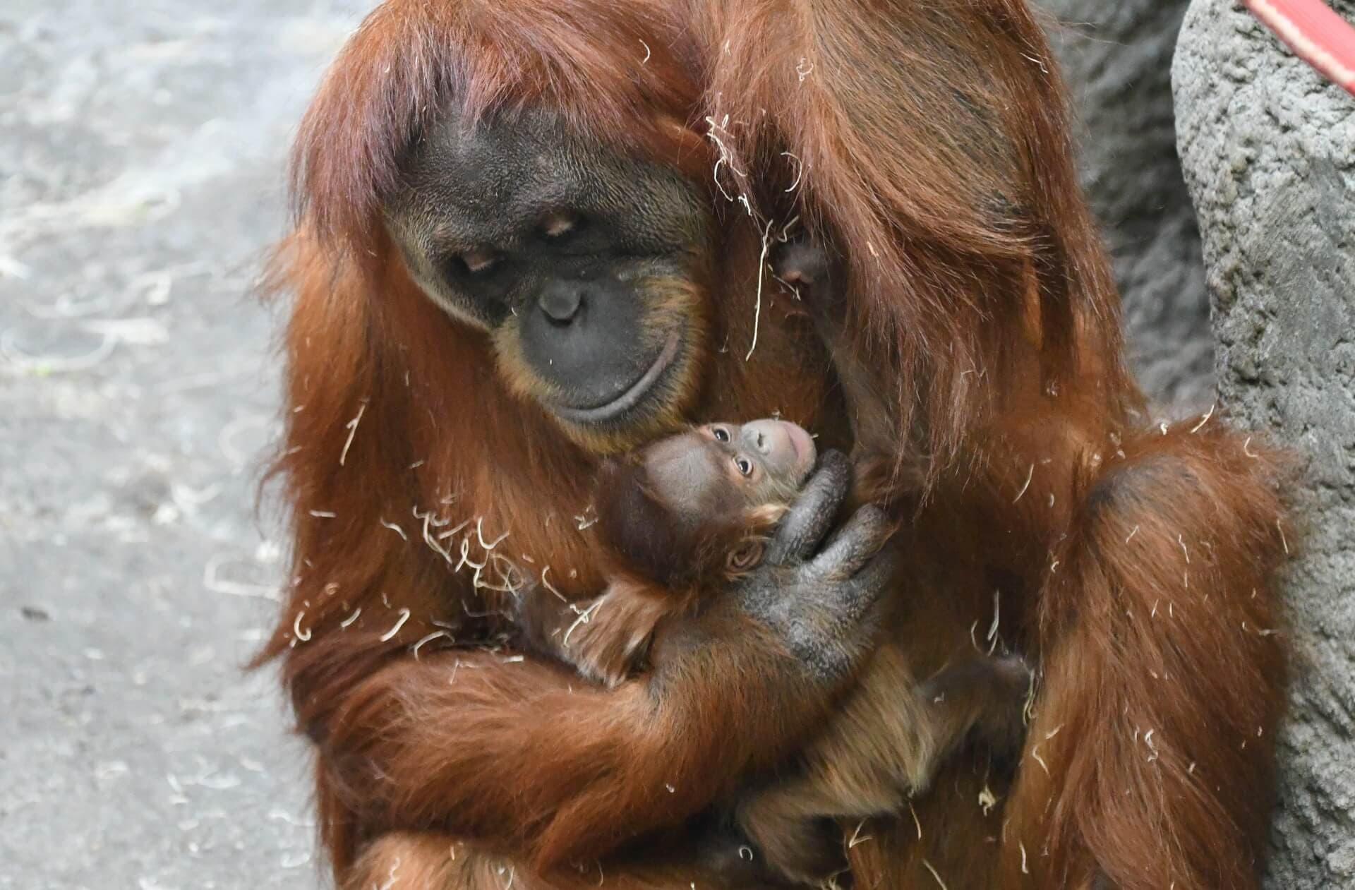 Orangutan Baby Saint Louis Zoo orangutan-baby-saint-louis-zoo