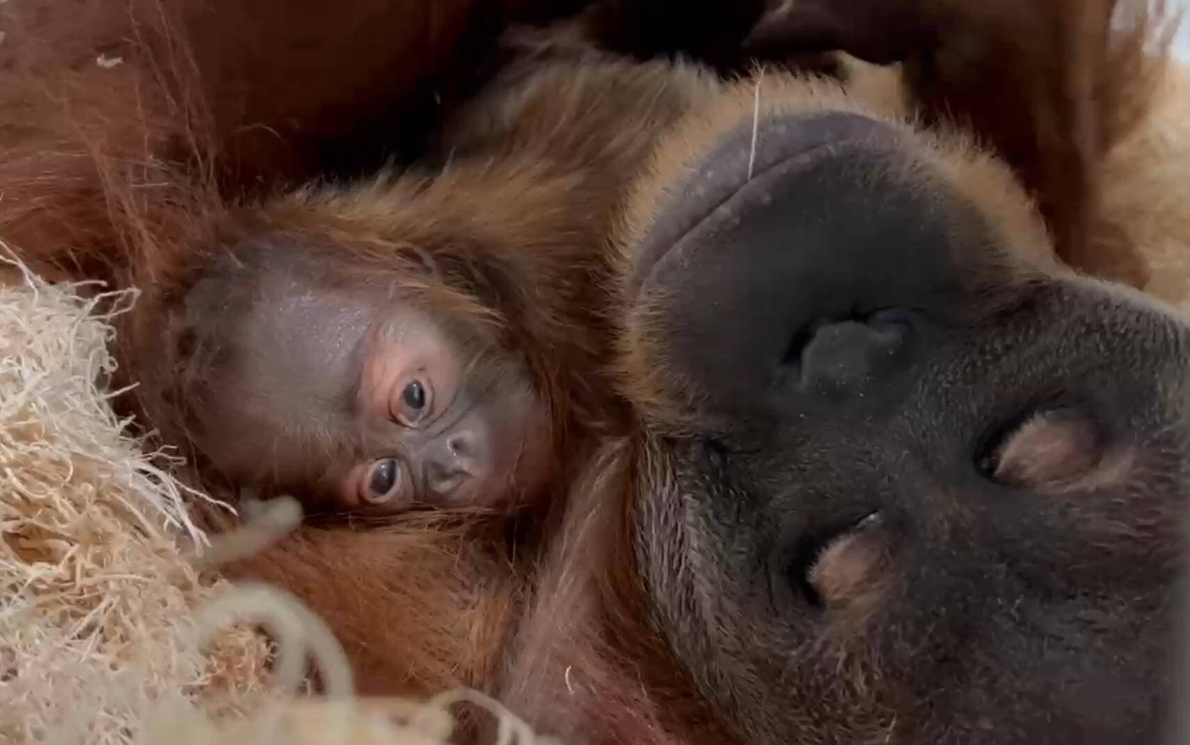 Orangutan Rubih with her baby on Dec. 24, 2023
