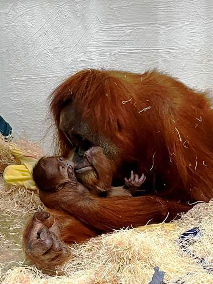 Orangutan Rubih with her baby Dec. 22, 2023