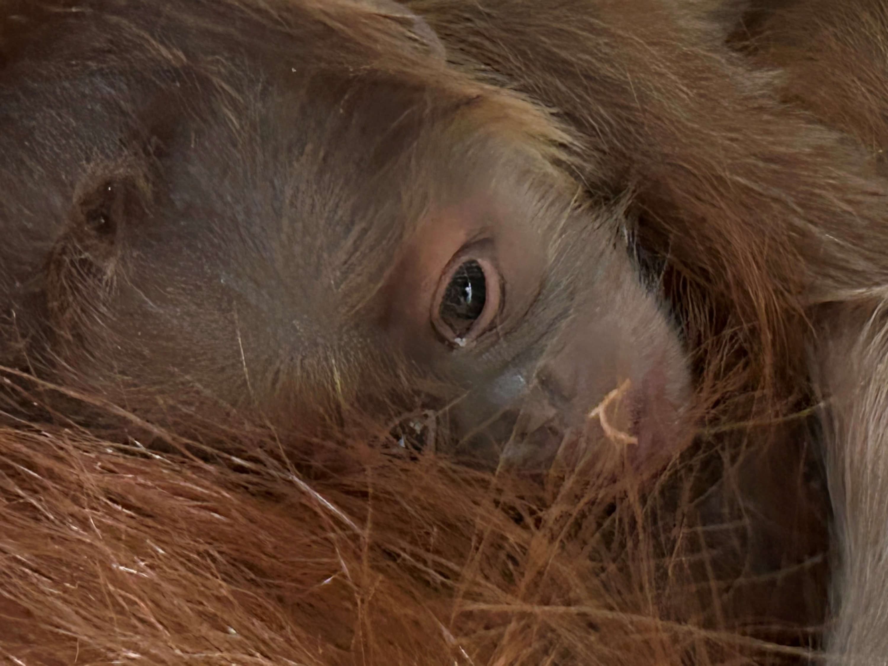 Baby orangutan on Dec. 24, 2023