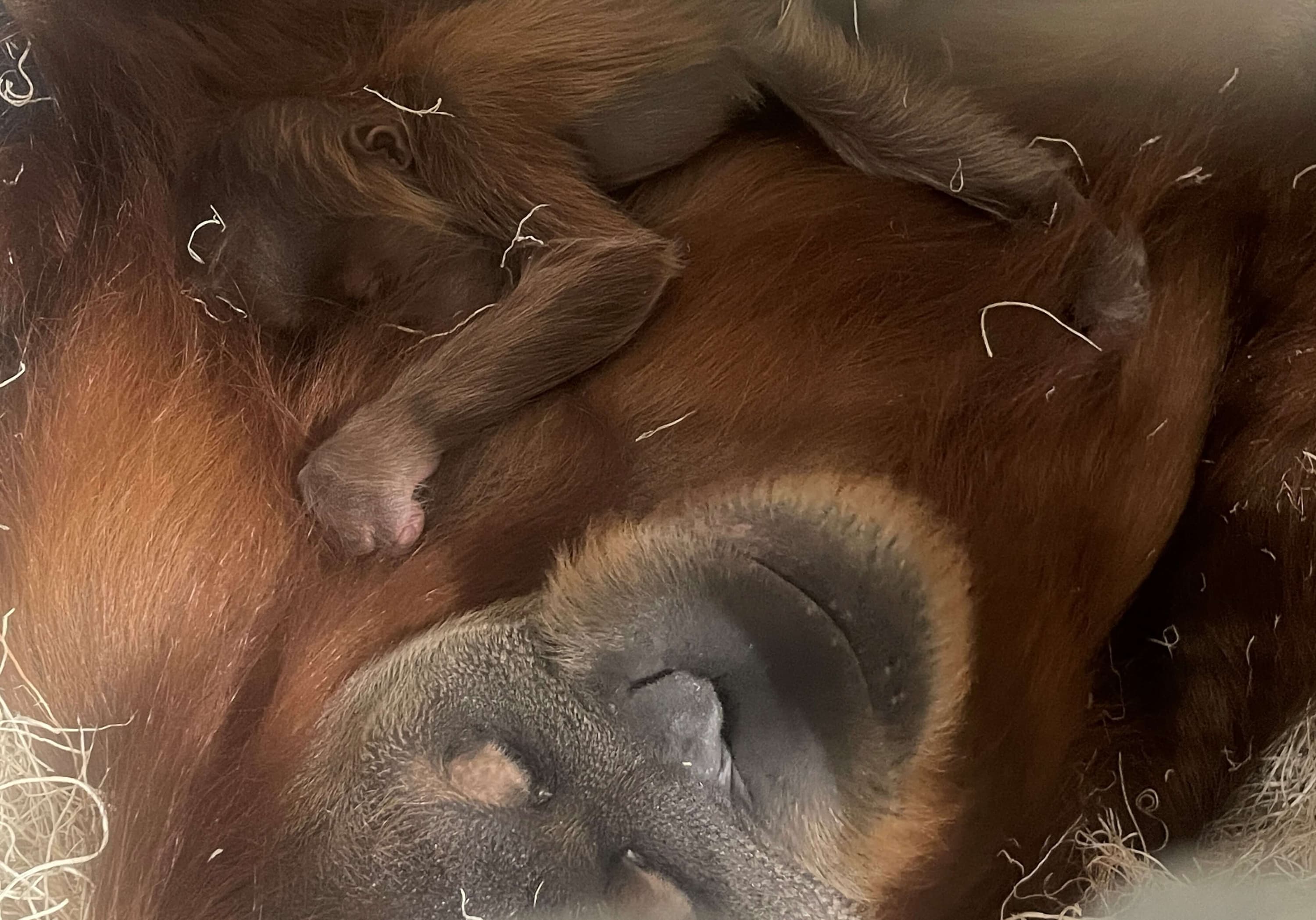 Orangutan Rubih and her baby