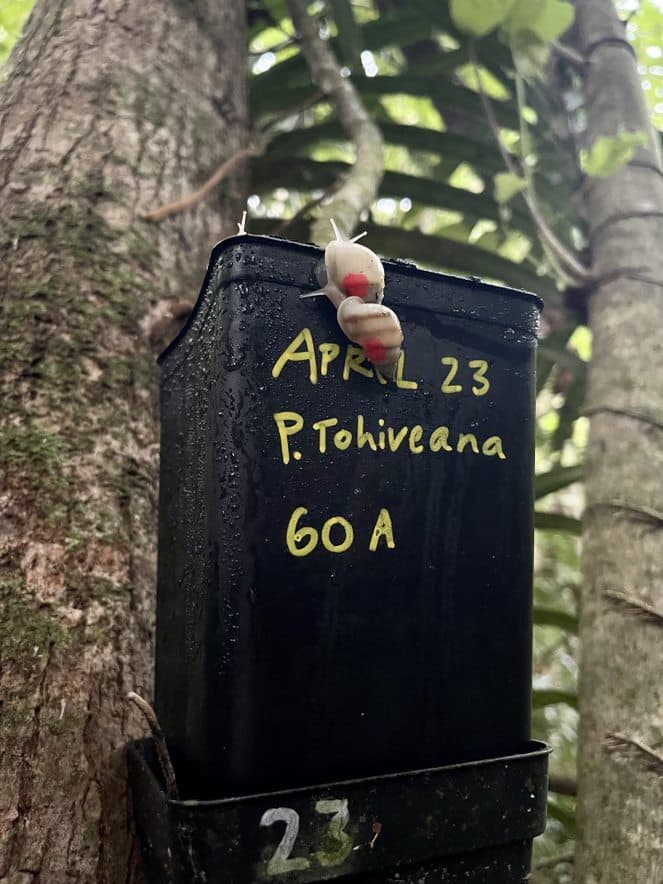 Partula Snail Release 2023