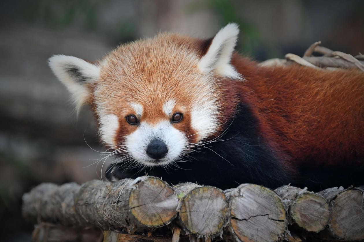 Zoo Bier Saint Louis Zoo zoo-bier-saint-louis-zoo