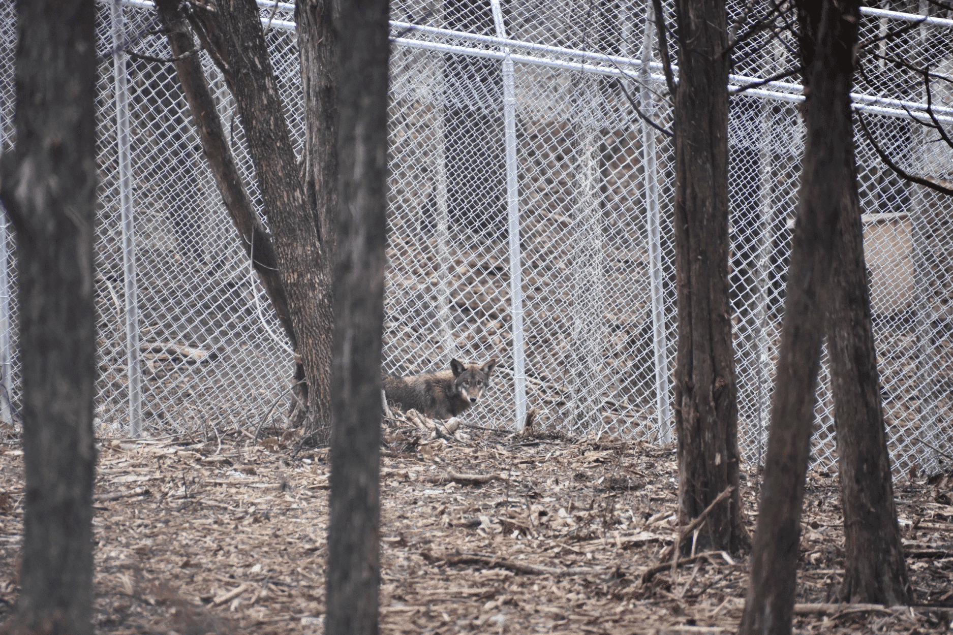 Remington, American Red Wolf