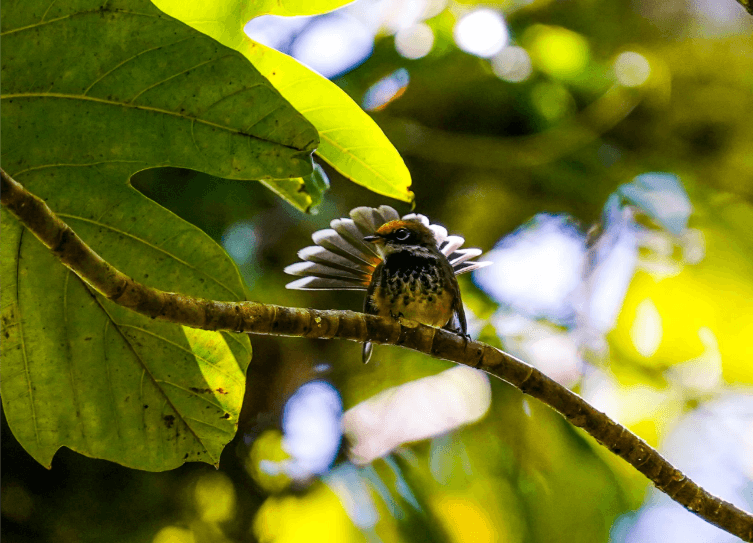 Rufous fantail