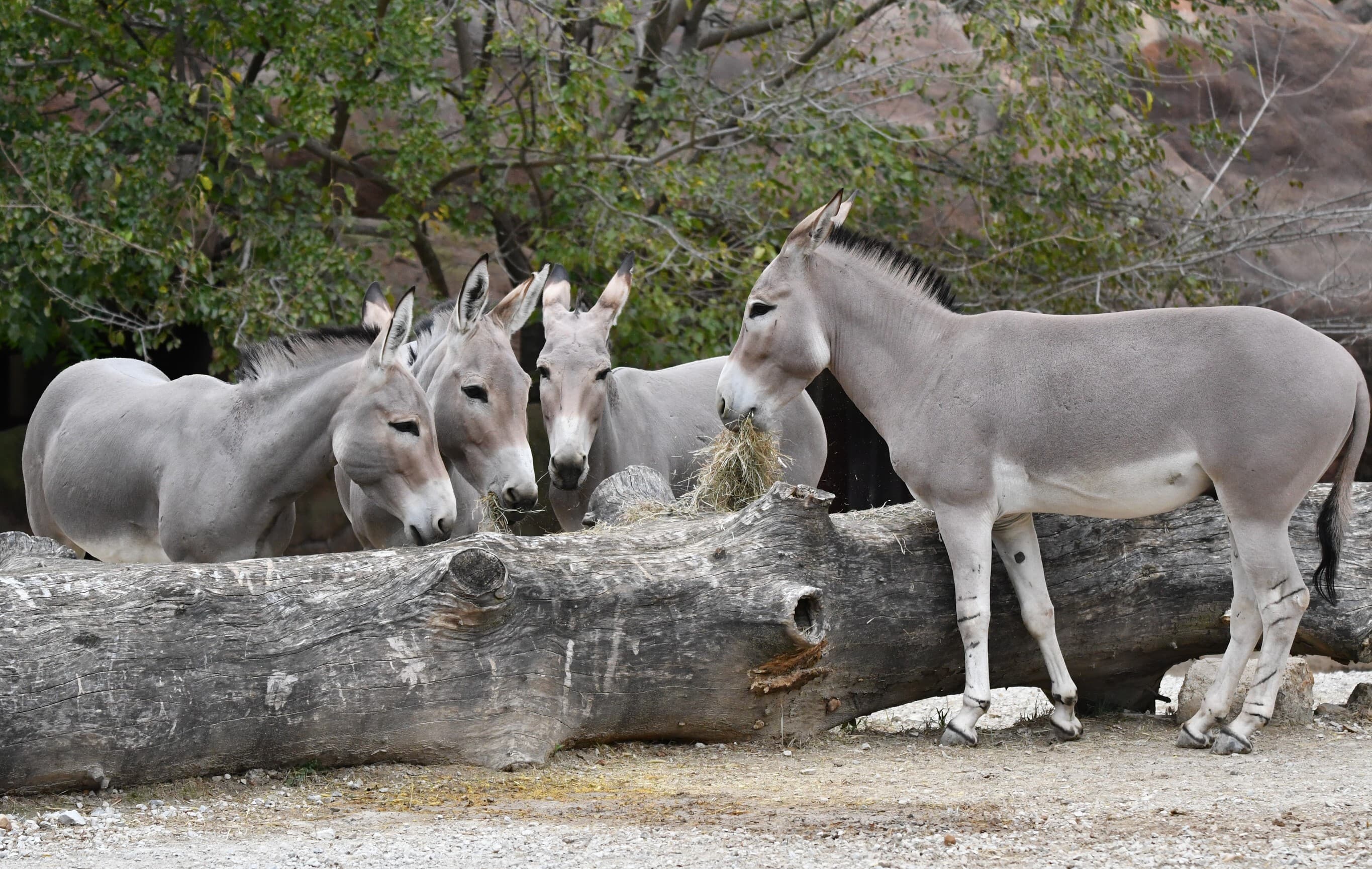 Somali Wild Ass Herd at the Zoo