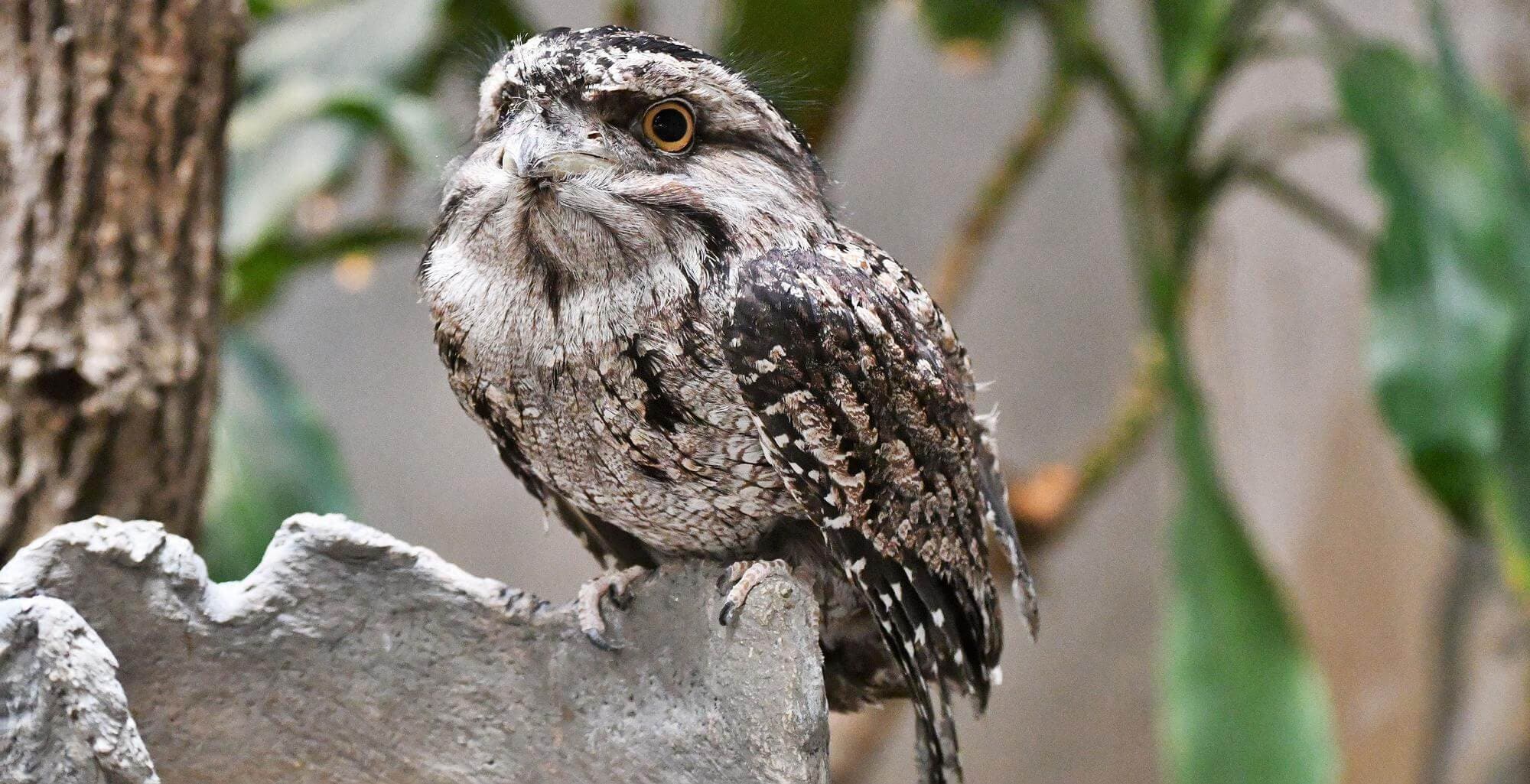 Tawny frogmouth - Corrinne blog
