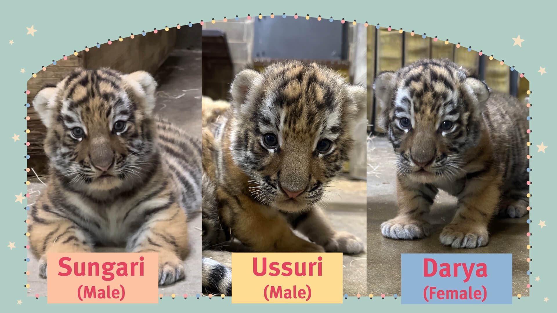 Tiger cubs names