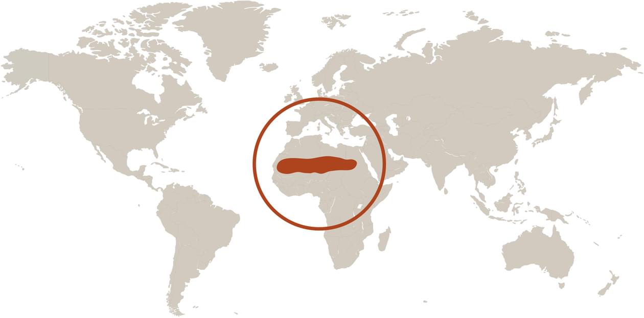 Addax Distribution Map Addax | Saint Louis Zoo