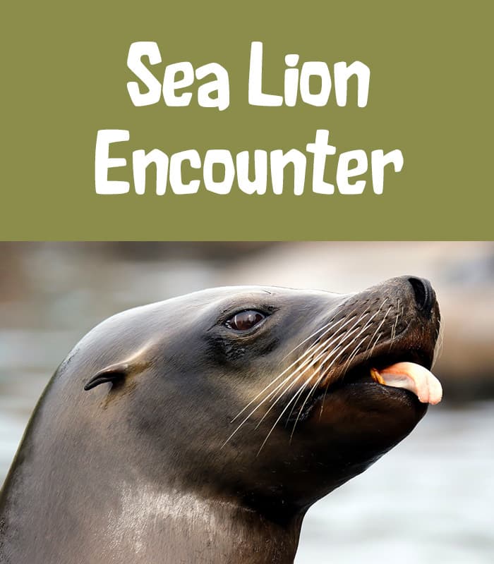 Sea Lion Encounter