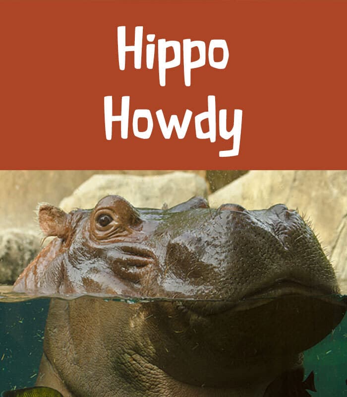 Hippo Howdy