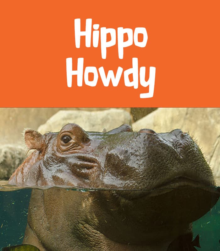 Hippo Howdy