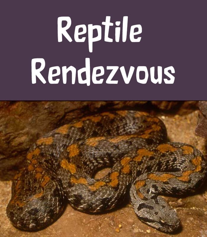Reptile Rendezvous