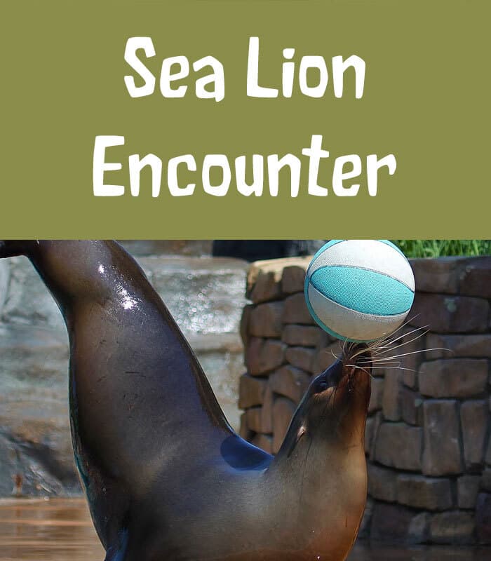 Sea Lion Encounter