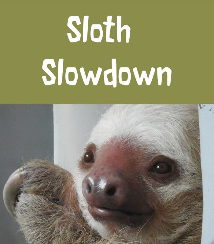Sloth Slowdown