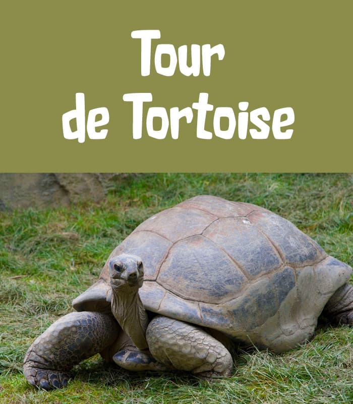 Tour de Tortoise
