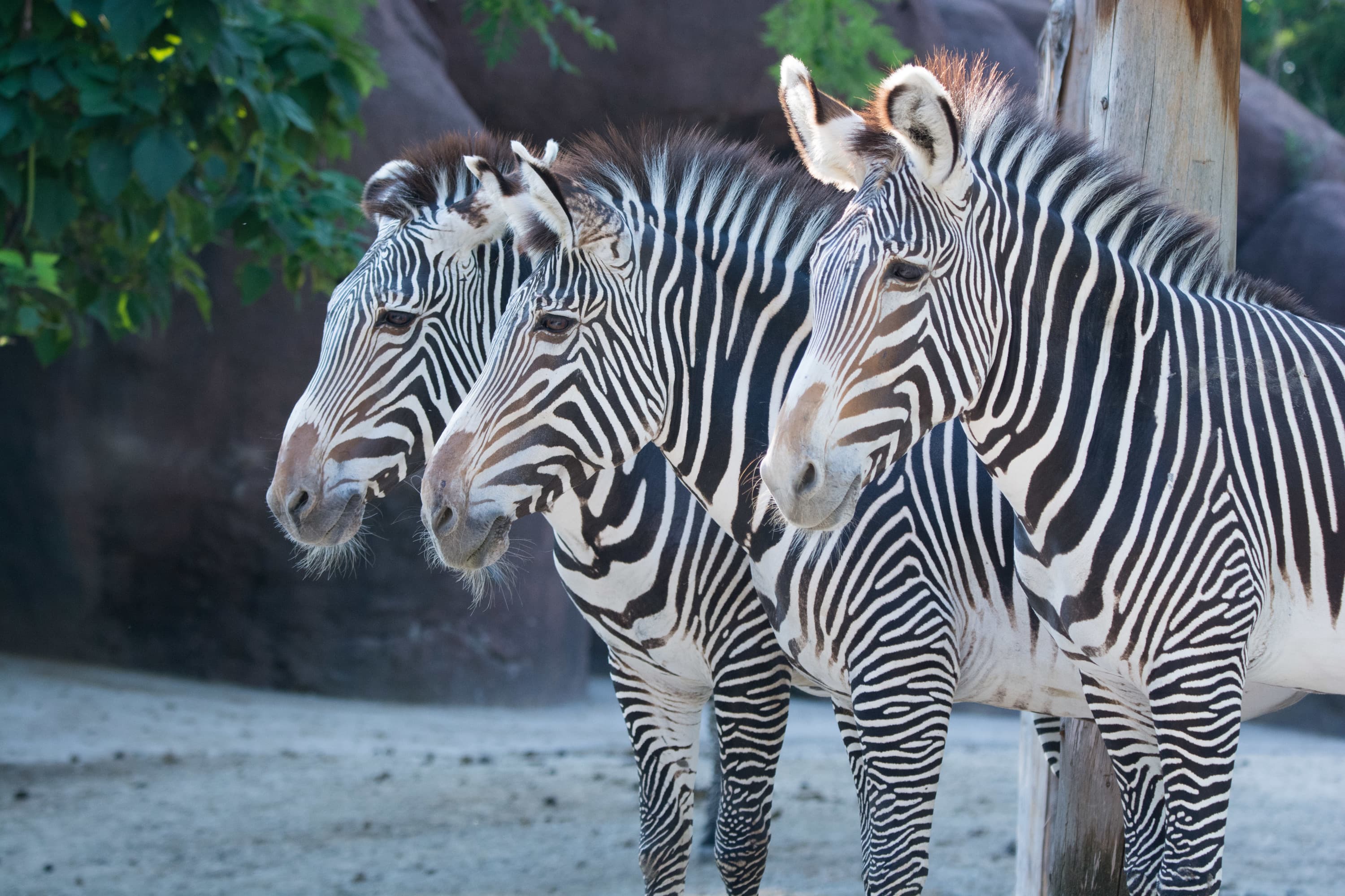 Grevy's Zebras