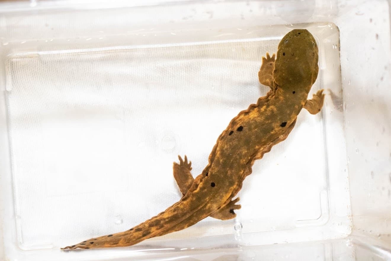 Ozark Hellbender
