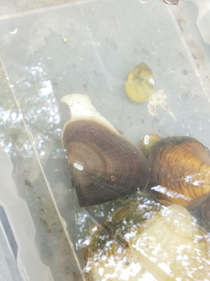 Labeled mussels