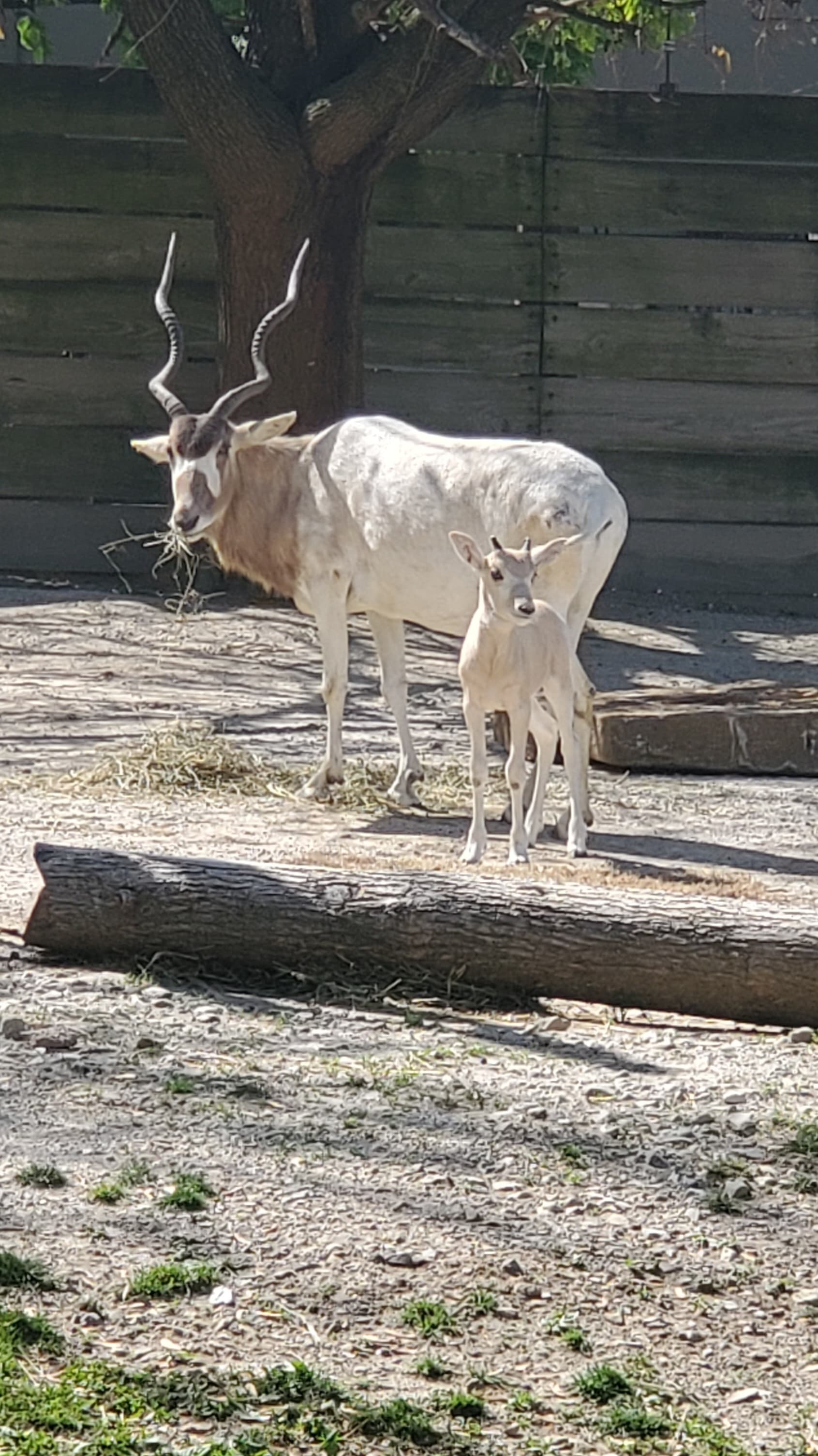 Addax