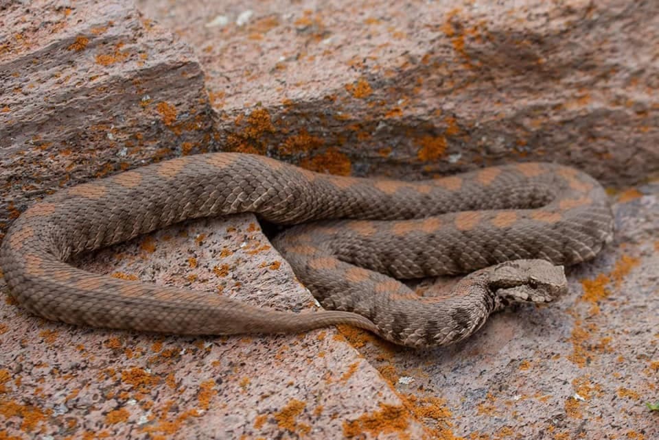 Armenian Viper