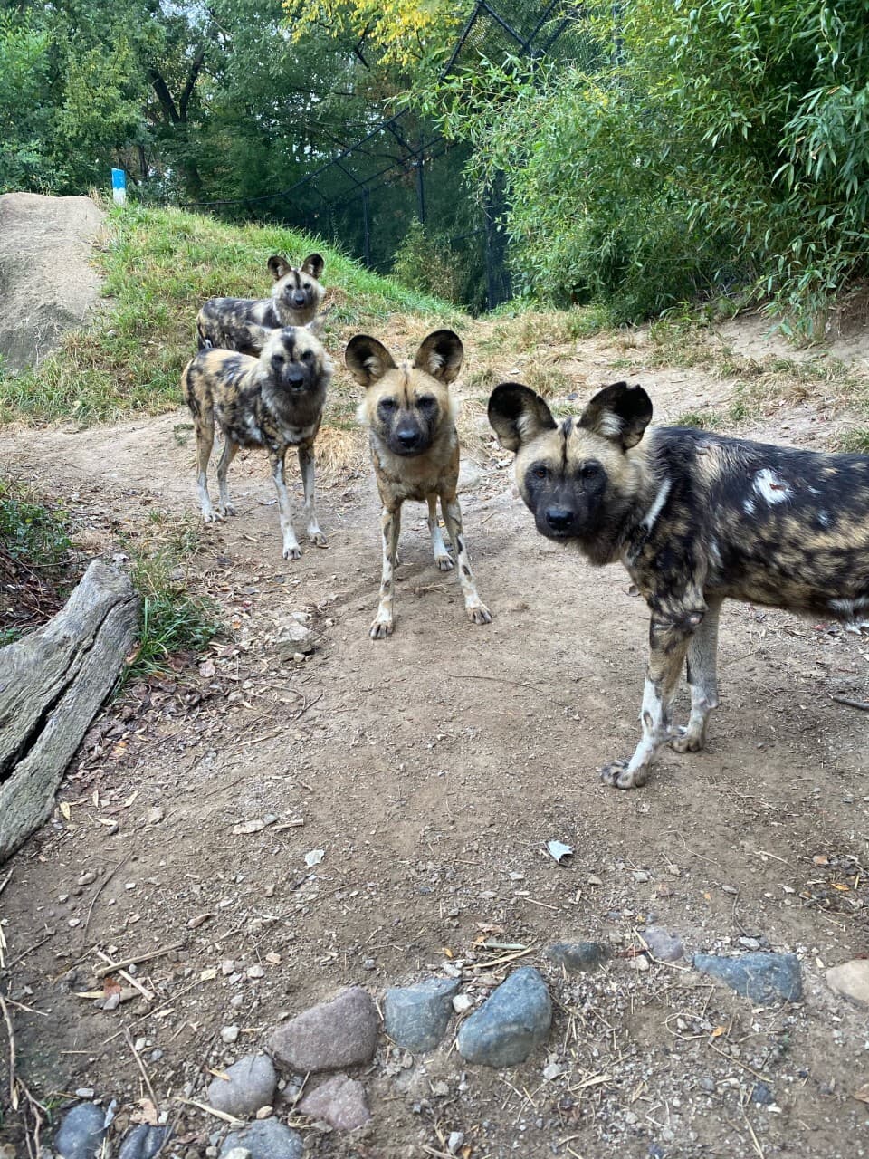 African Painted Dogs