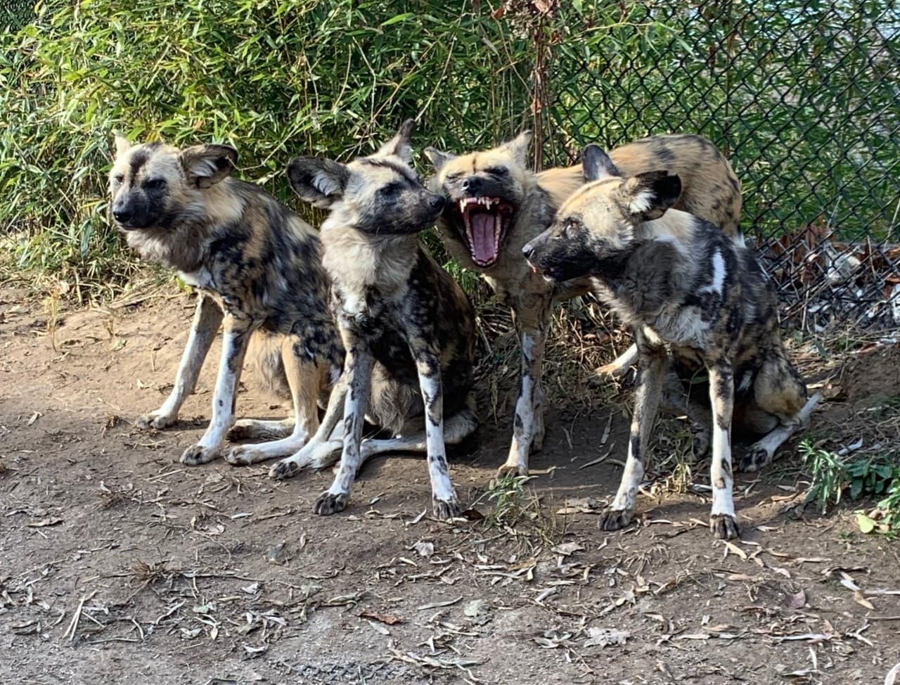 African Painted Dogs at the Zoo