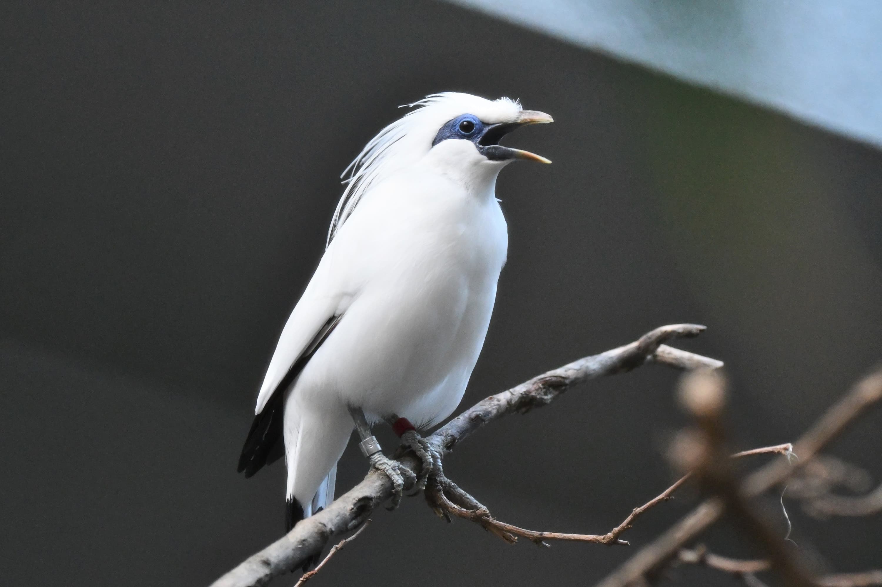Bali Myna