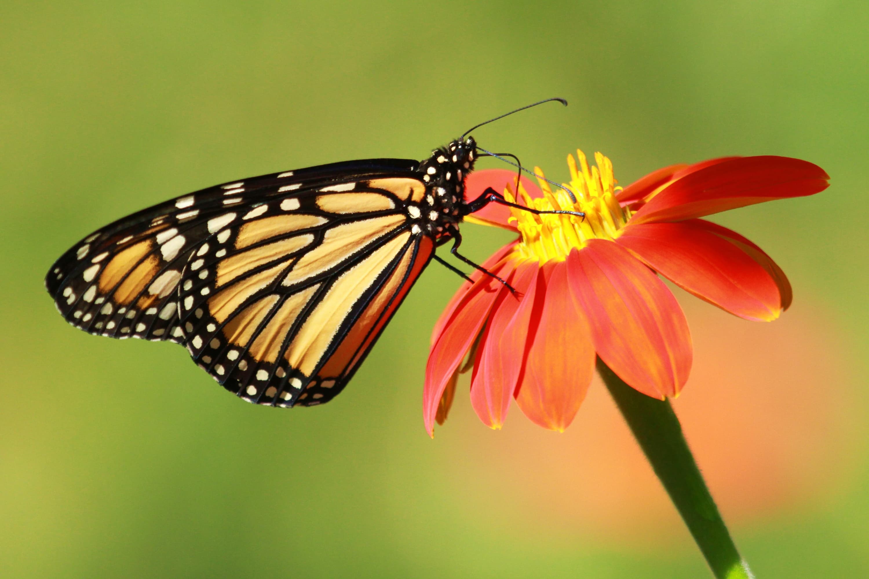 Monarch Butterfly