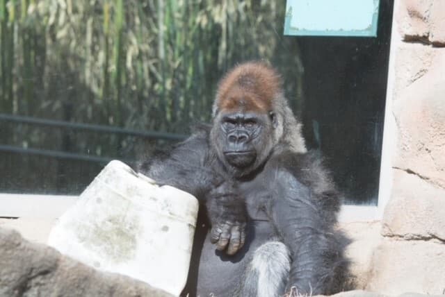 Western Lowland Gorilla