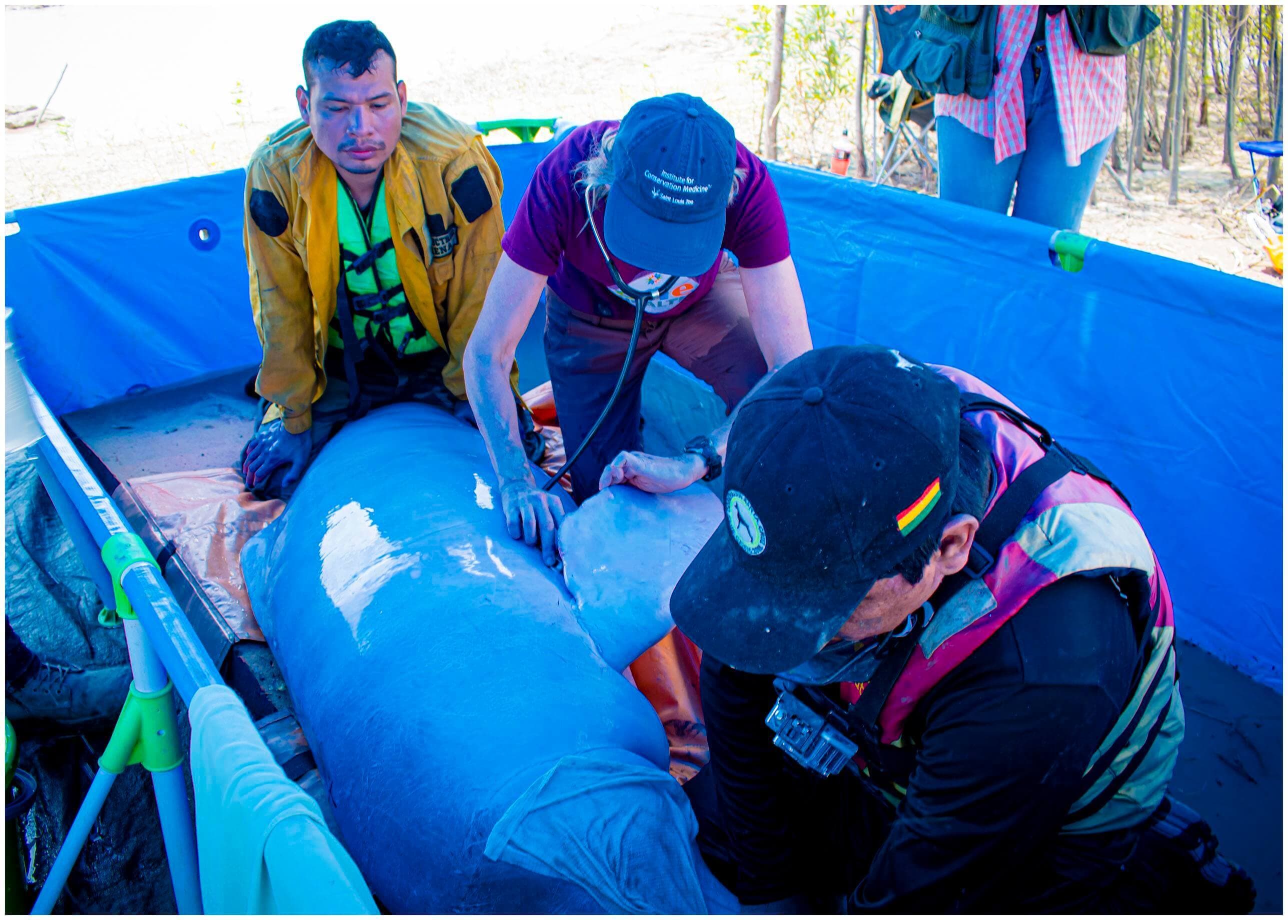 Bolivian River Dolphins ICM 2022 Listening to heart