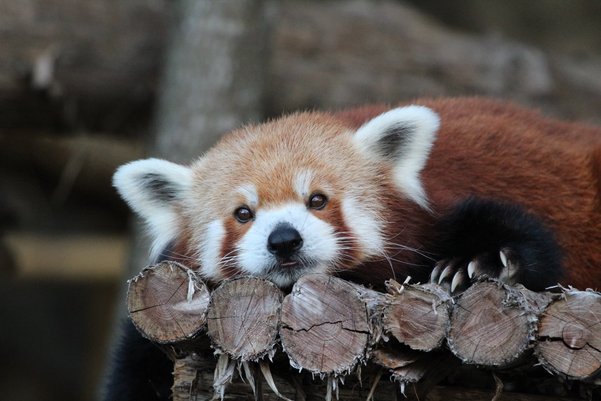 Pete the Red Panda