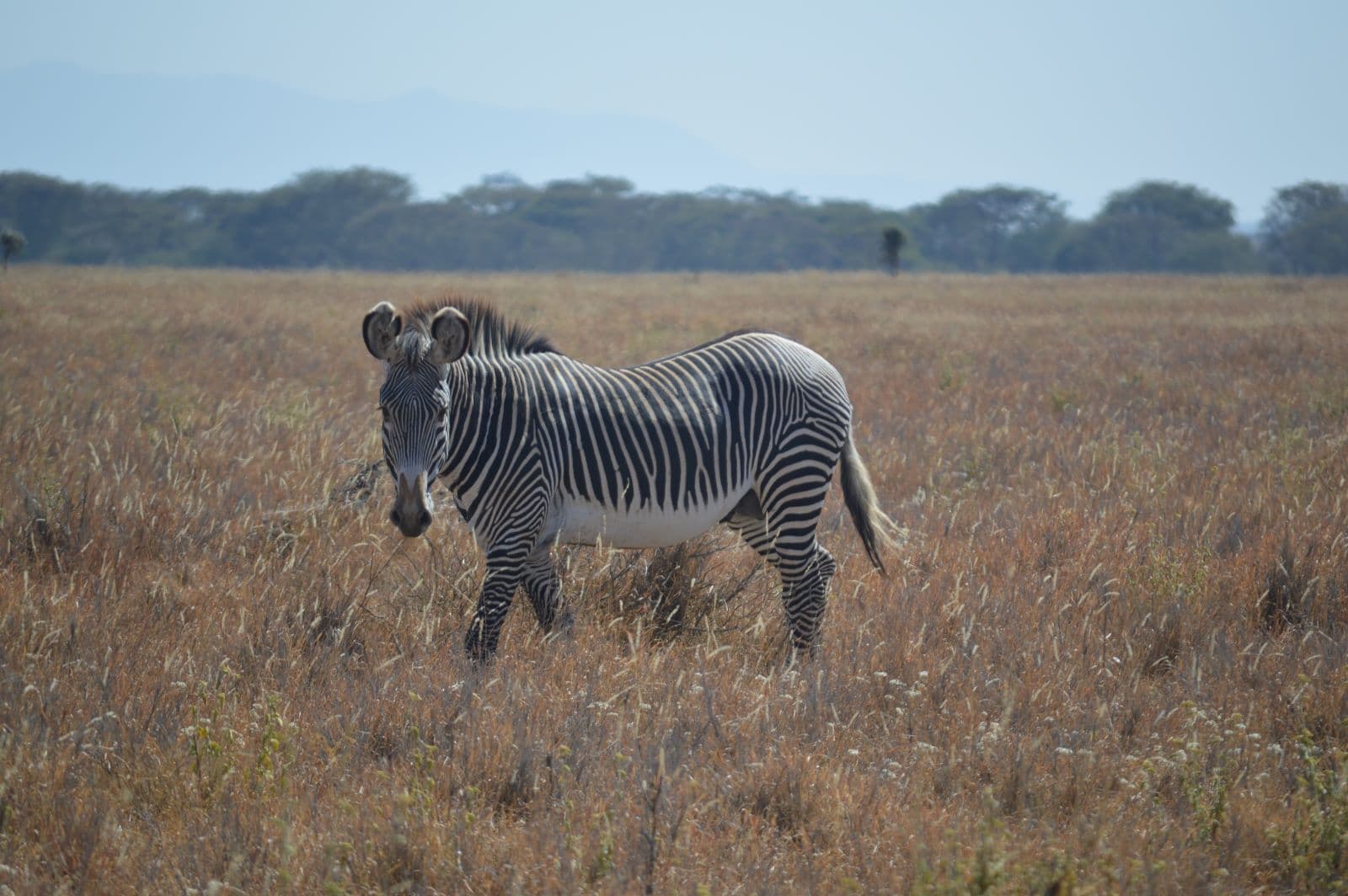 Grevy's Zebra