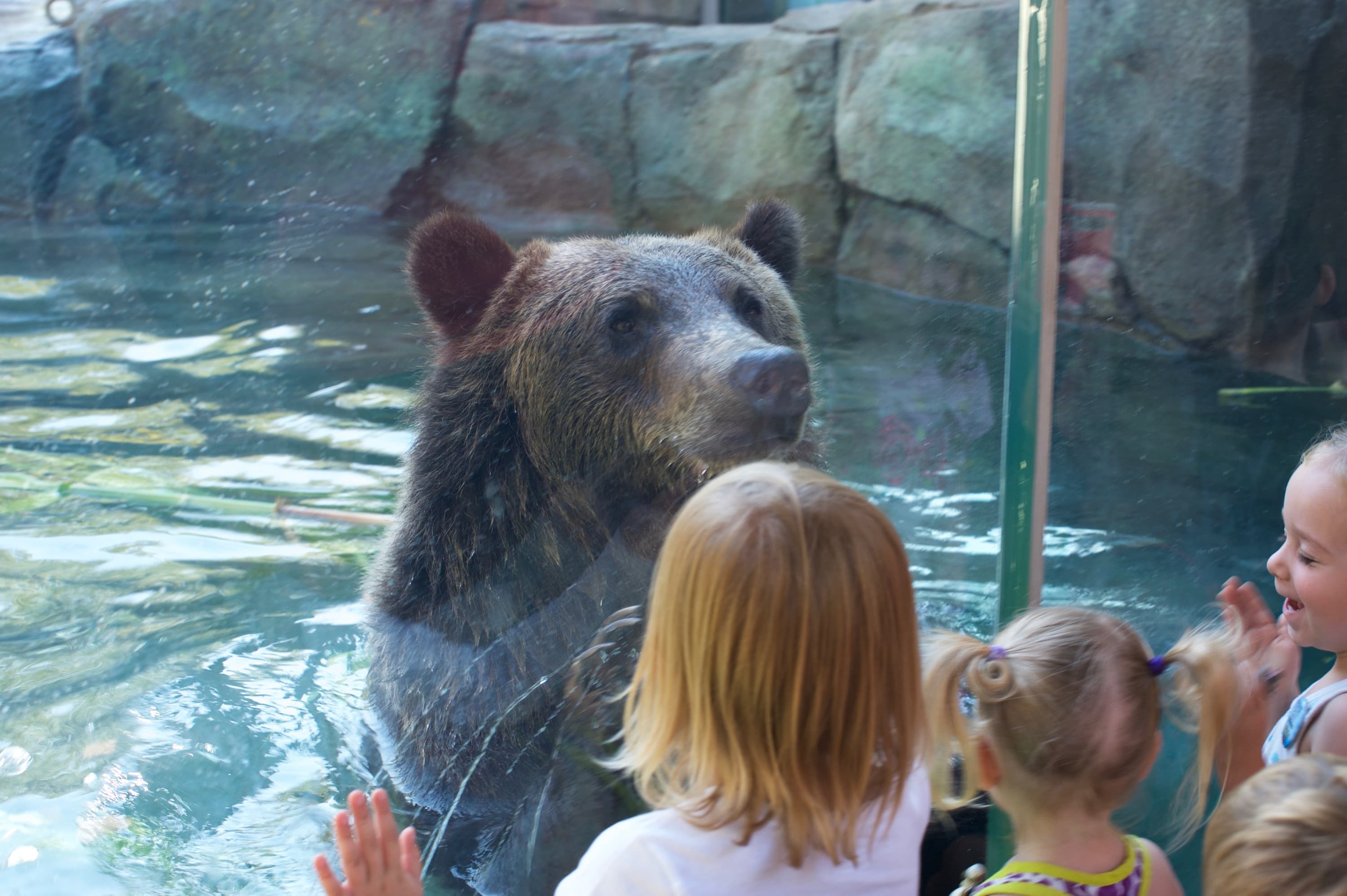 Grizzly Bear Visitors Blog