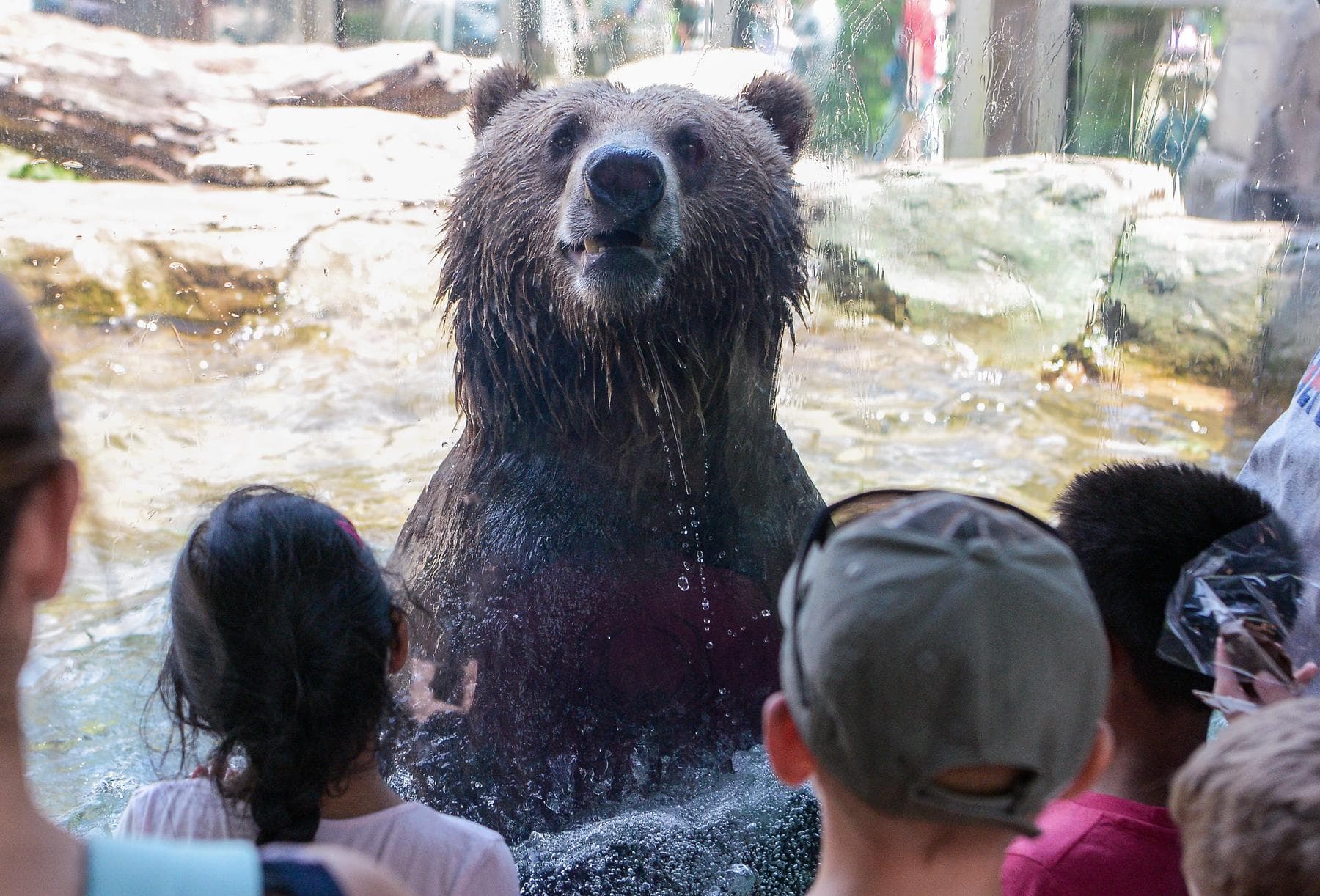 Grizzly Bear and Guests